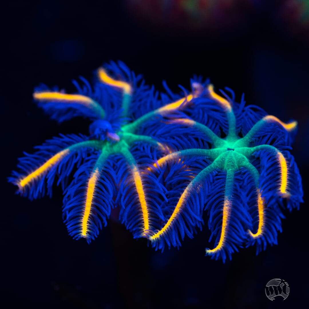WWC High Voltage Clove Polyp Coral