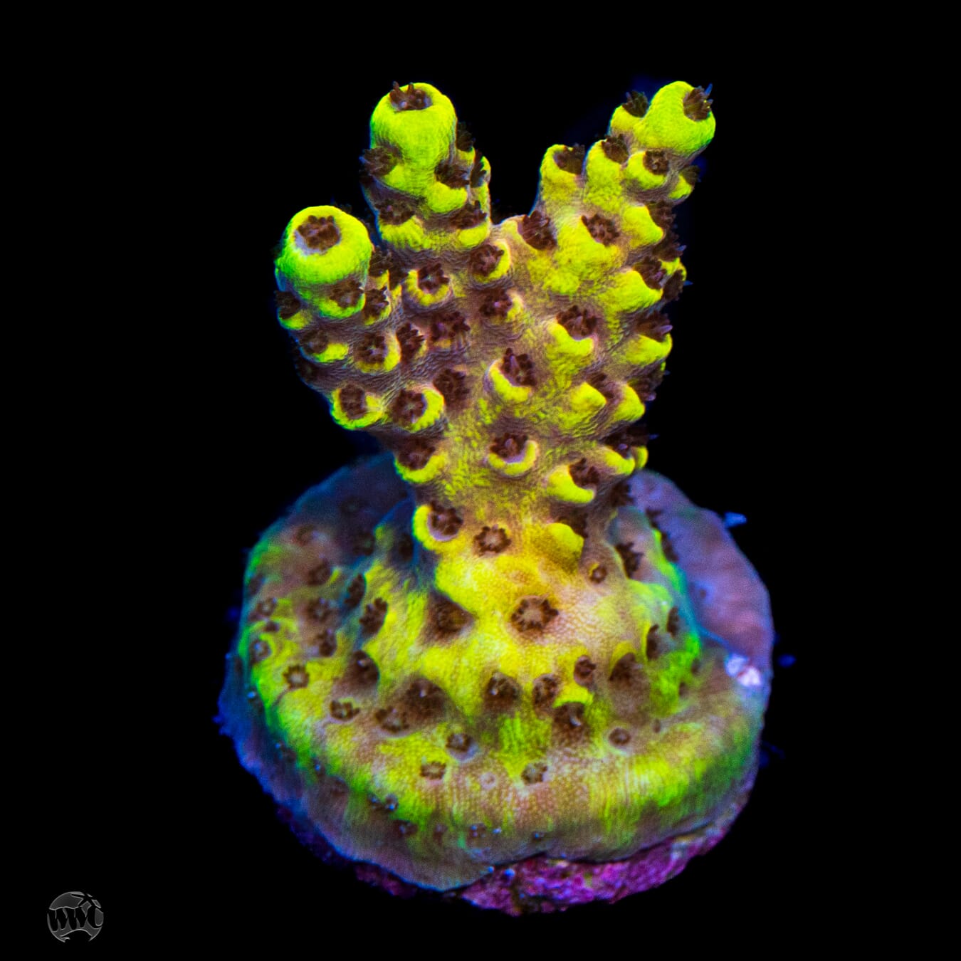WWC Honeycomb Acropora