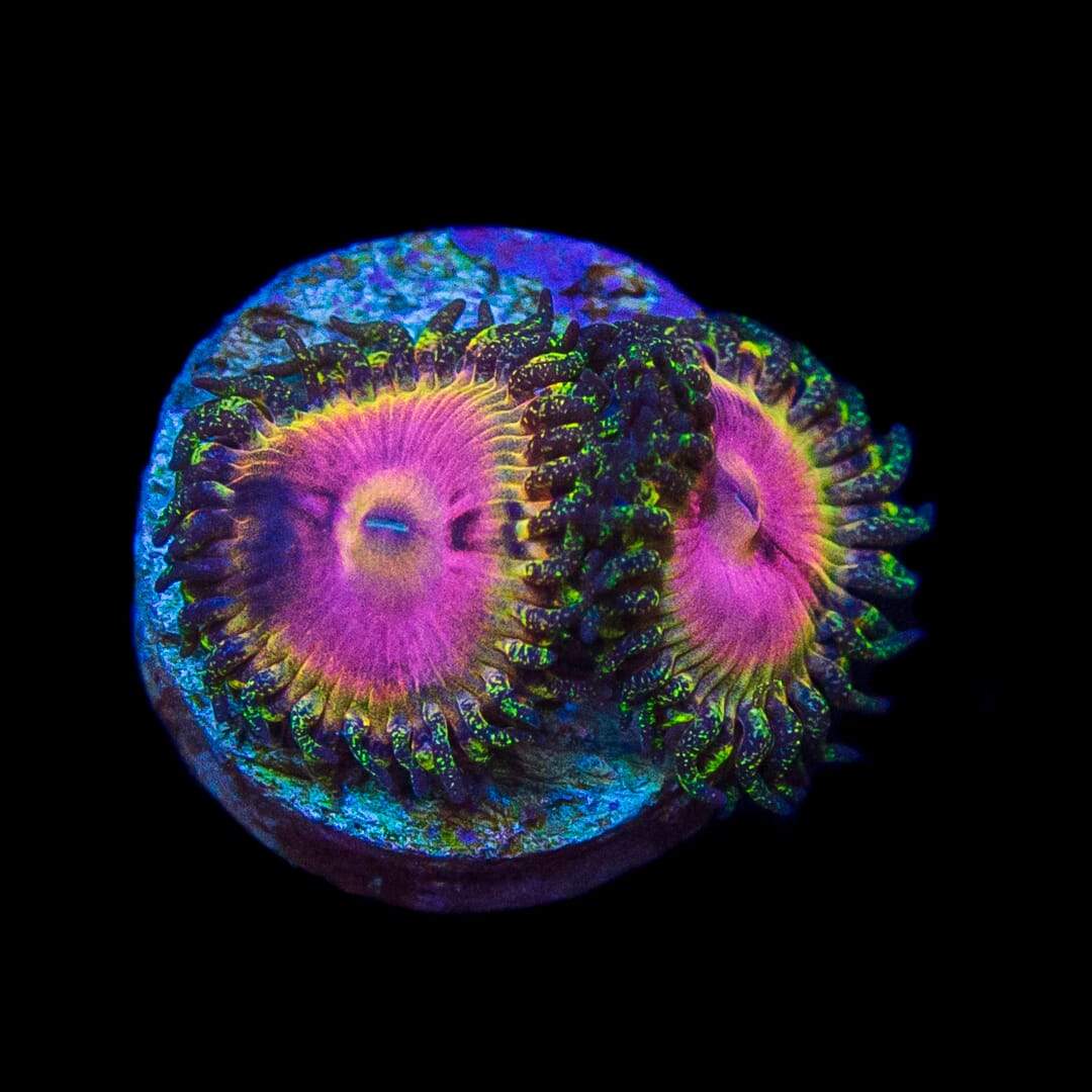 WWC Hungry Eyes Zoanthids
