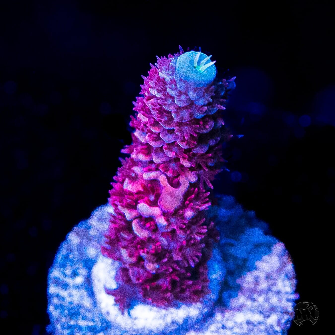 WWC Ice Queen Mille Acropora