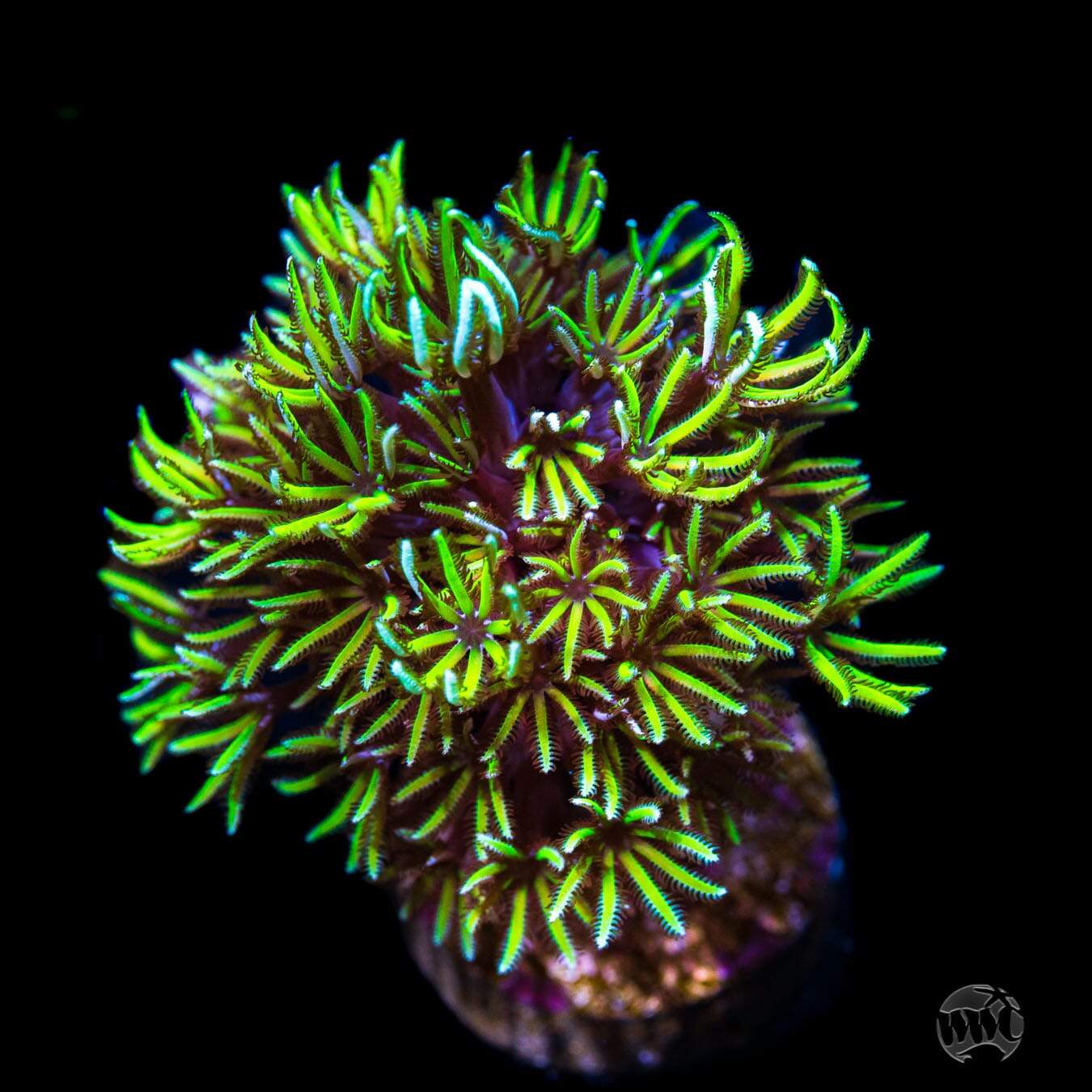 WWC Juicy Fruit Pipe Organ Coral