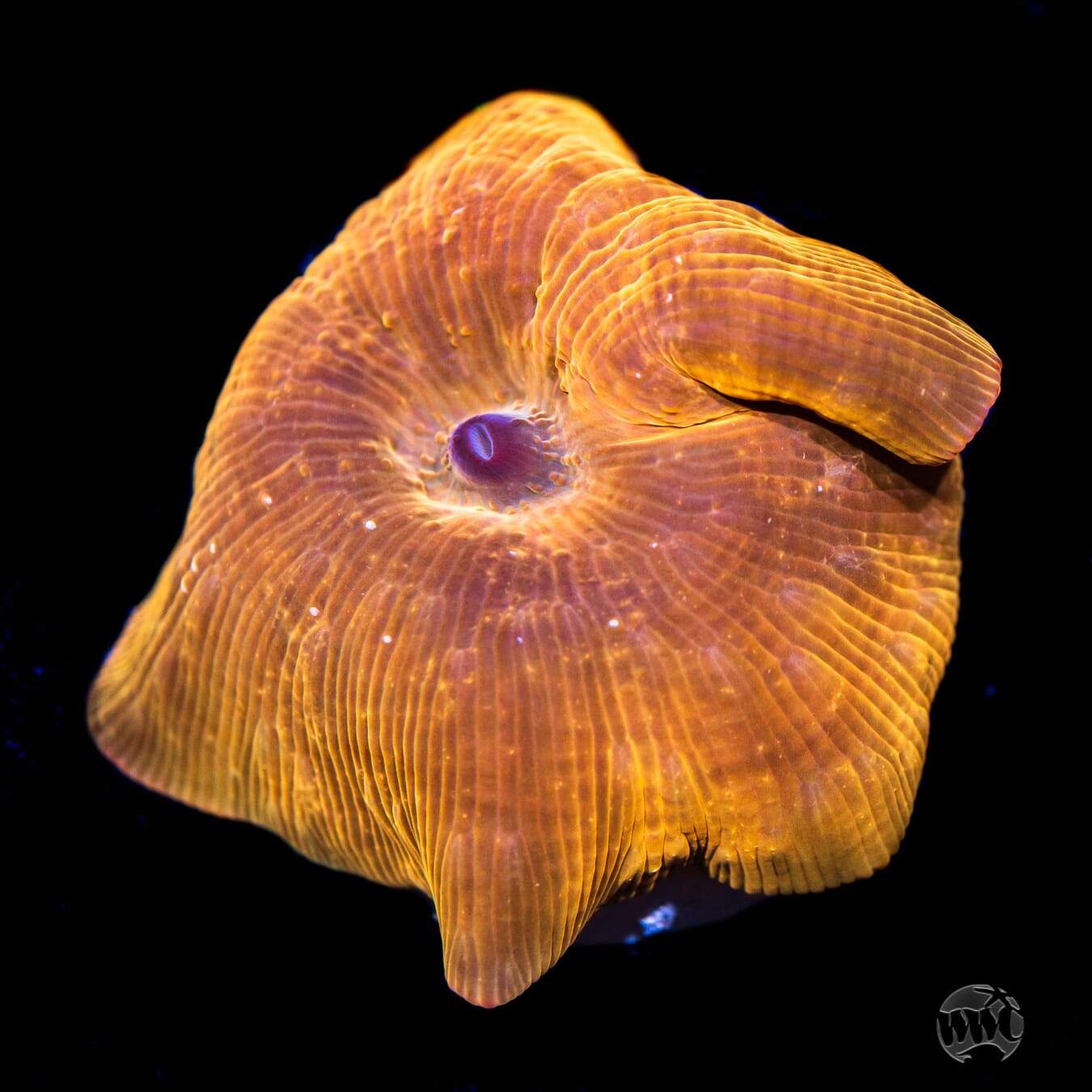 WWC King Tut Disco Mushroom Coral