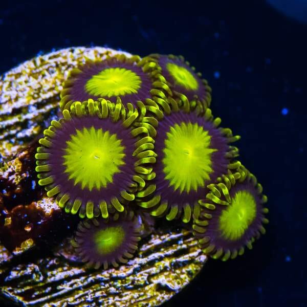 King Midas Zoanthids