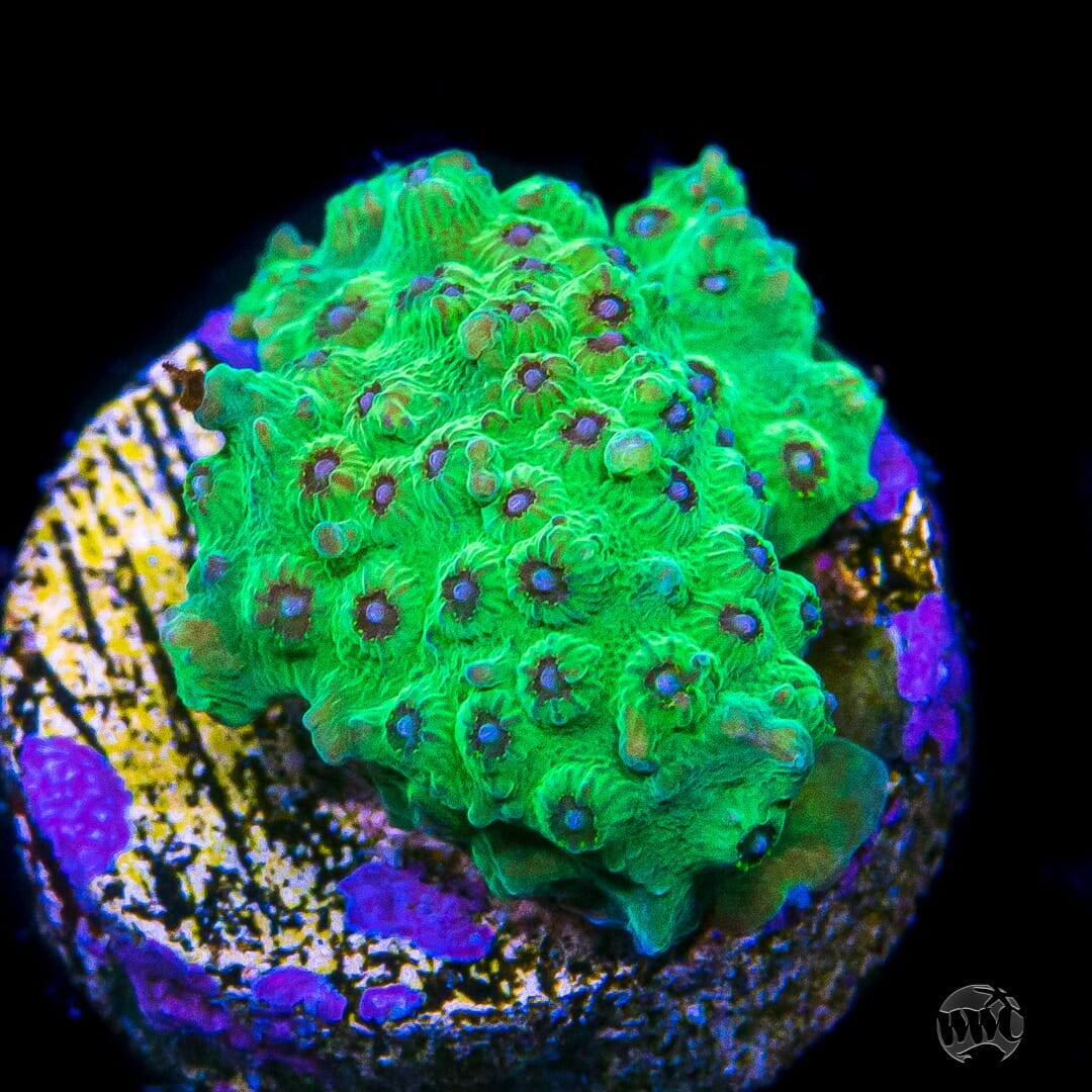 WWC Leapfrog Cyphastrea Coral