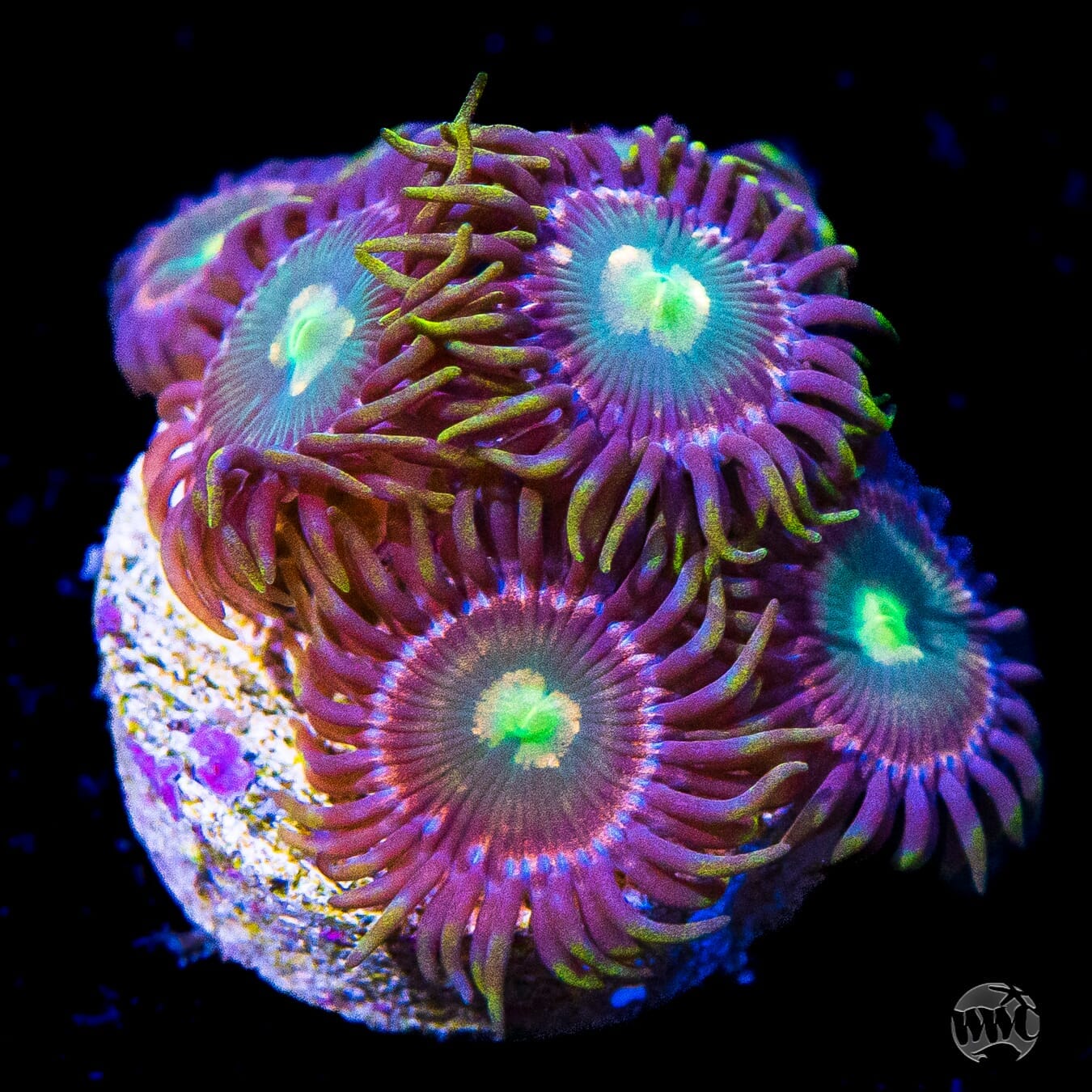 WWC Lemon Chaser Zoanthids - Daylight Photo