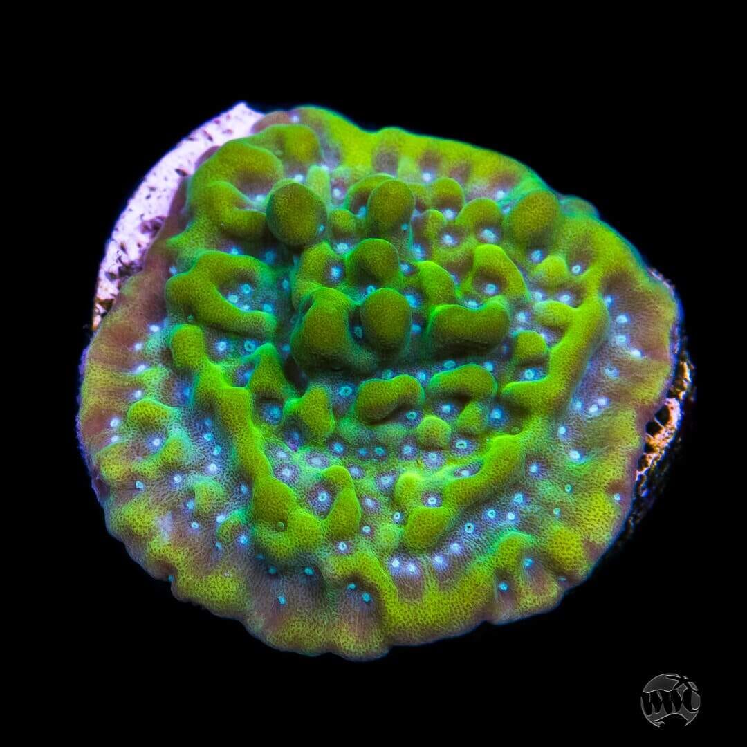 WWC Lucky Charms Montipora