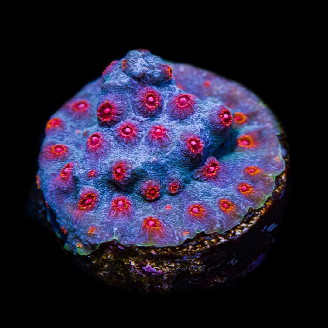 WWC Master Blaster Cyphastrea Coral