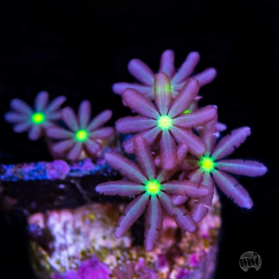 WWC Midnight Daisy Polyps Coral