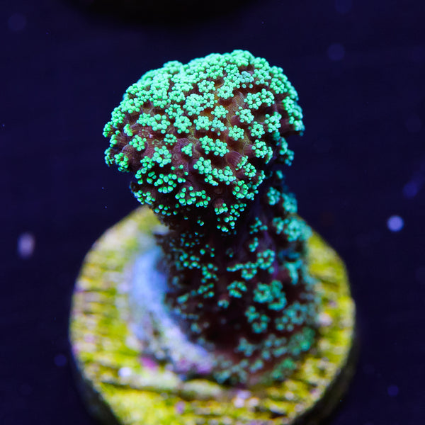 WWC_Mint_Green_Stylophora_Cora