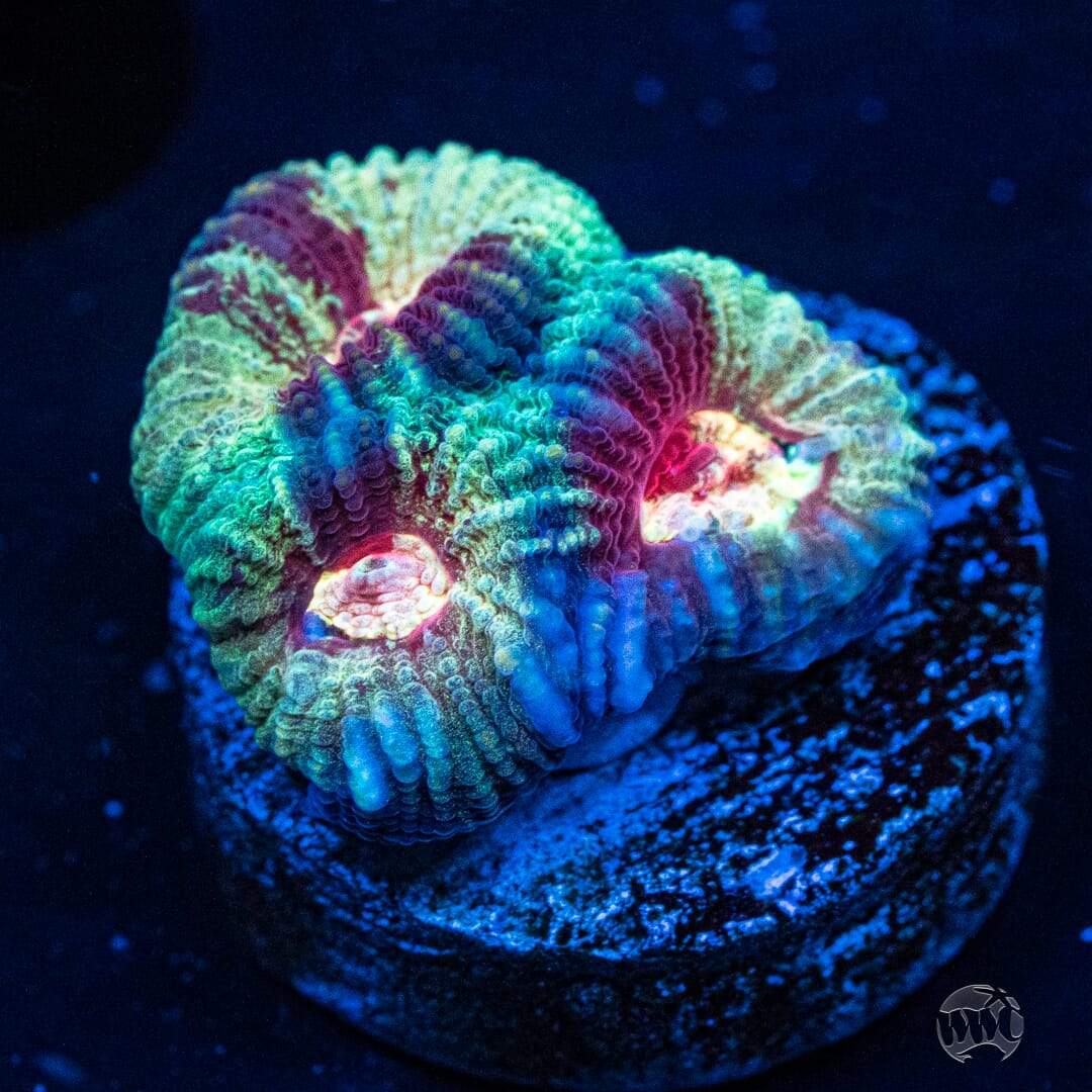 WWC Mint Massacre Favia Coral