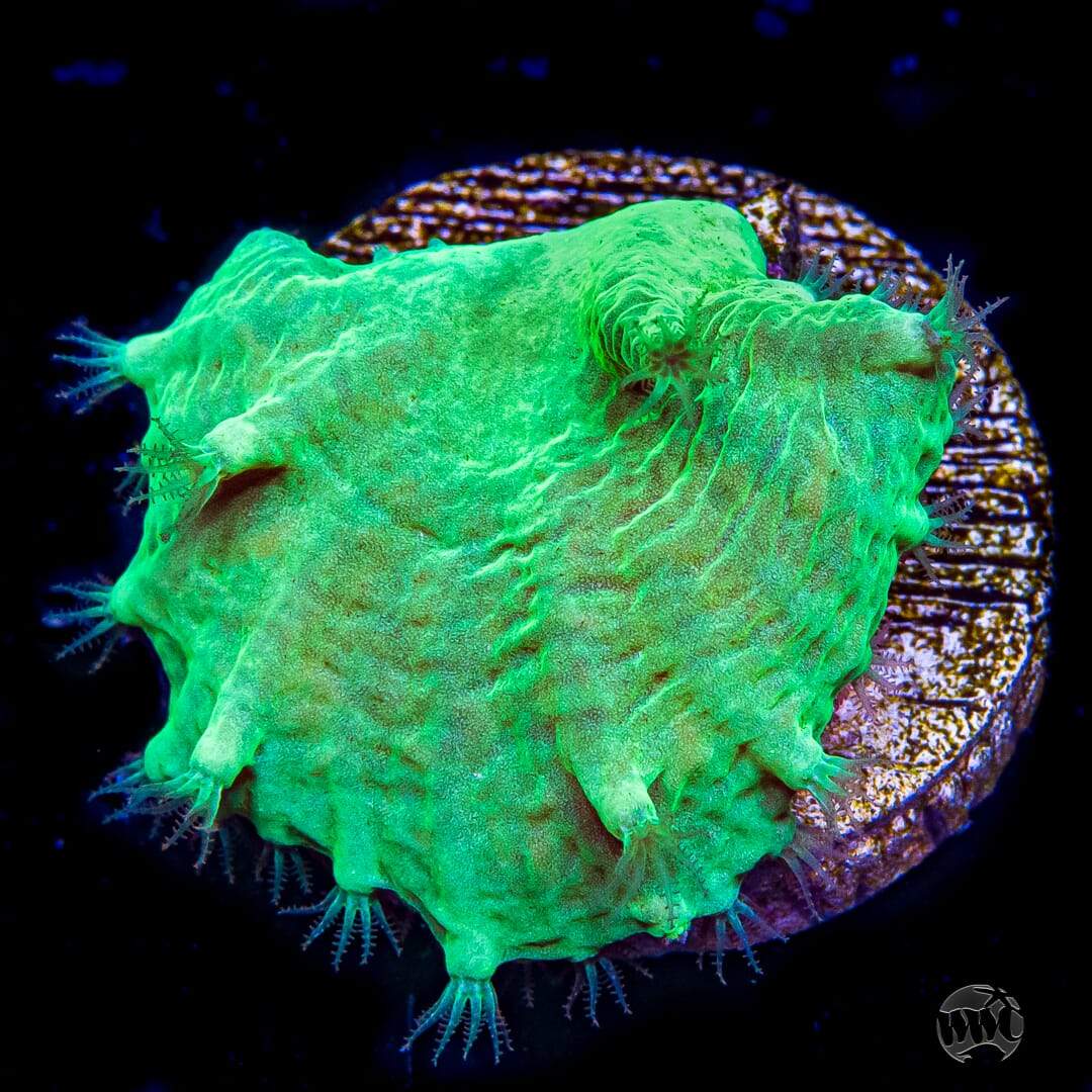 WWC Cabbage Leather Coral