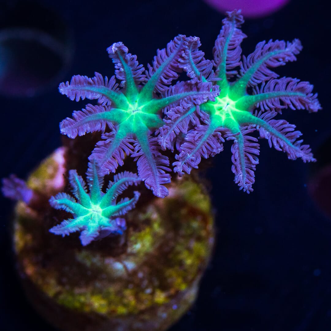 WWC Neon Clove Polyp Coral