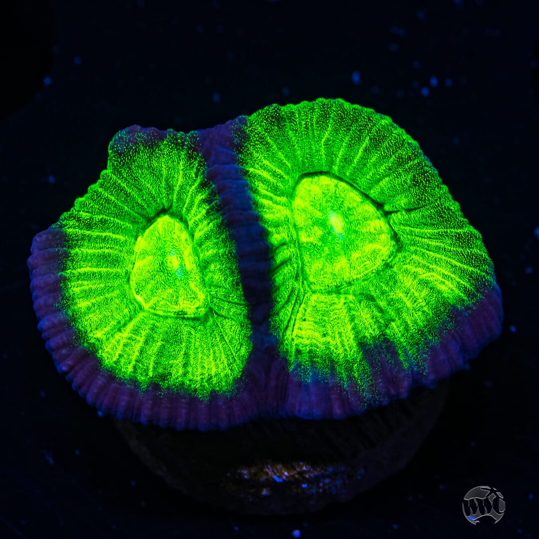 WWC Neon Goniastrea