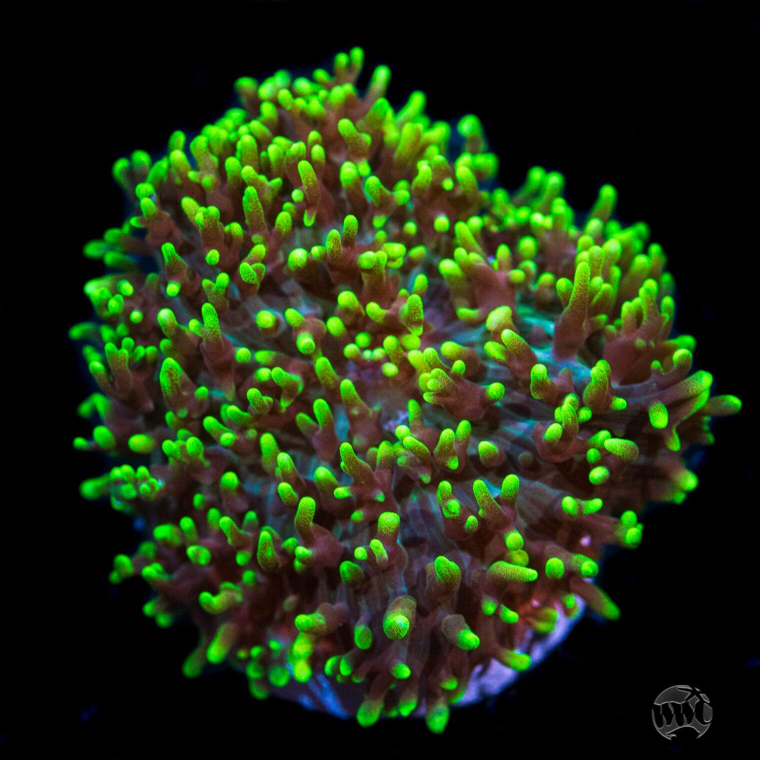 WWC Neon Hairy Rhodactis Mushroom Coral