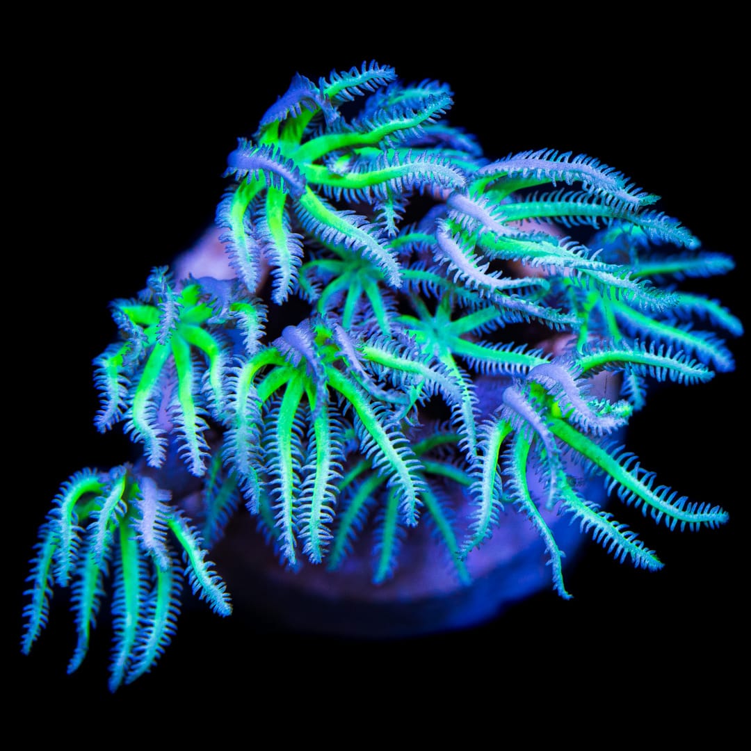 WWC Neon Pipe Organ Coral