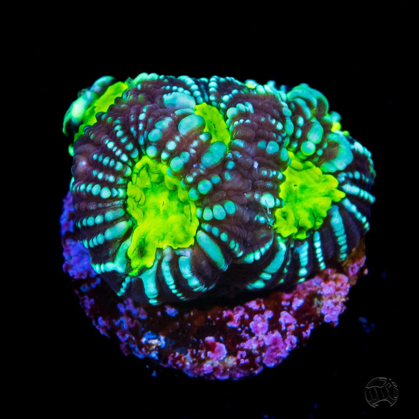 WWC Night Vision Favia Coral