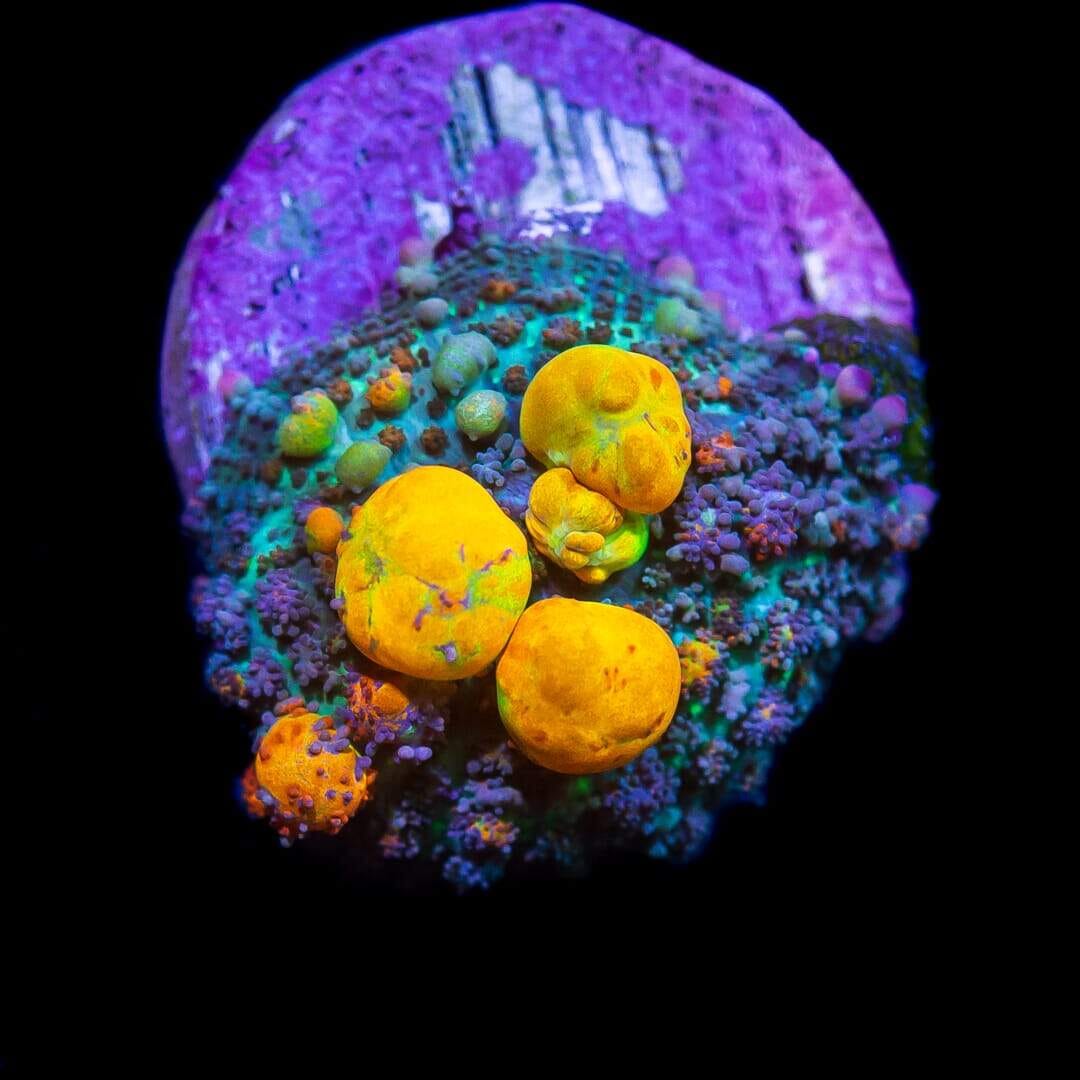 WWC OG Bounce Mushroom Coral