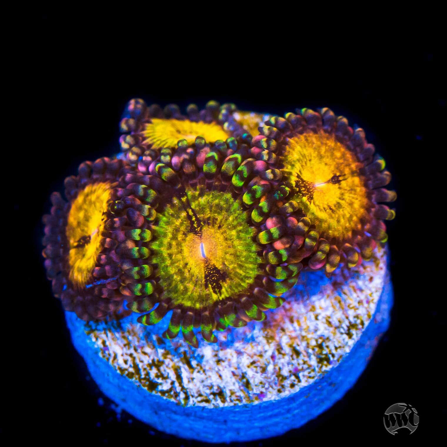 WWC Pandoras Zoanthids