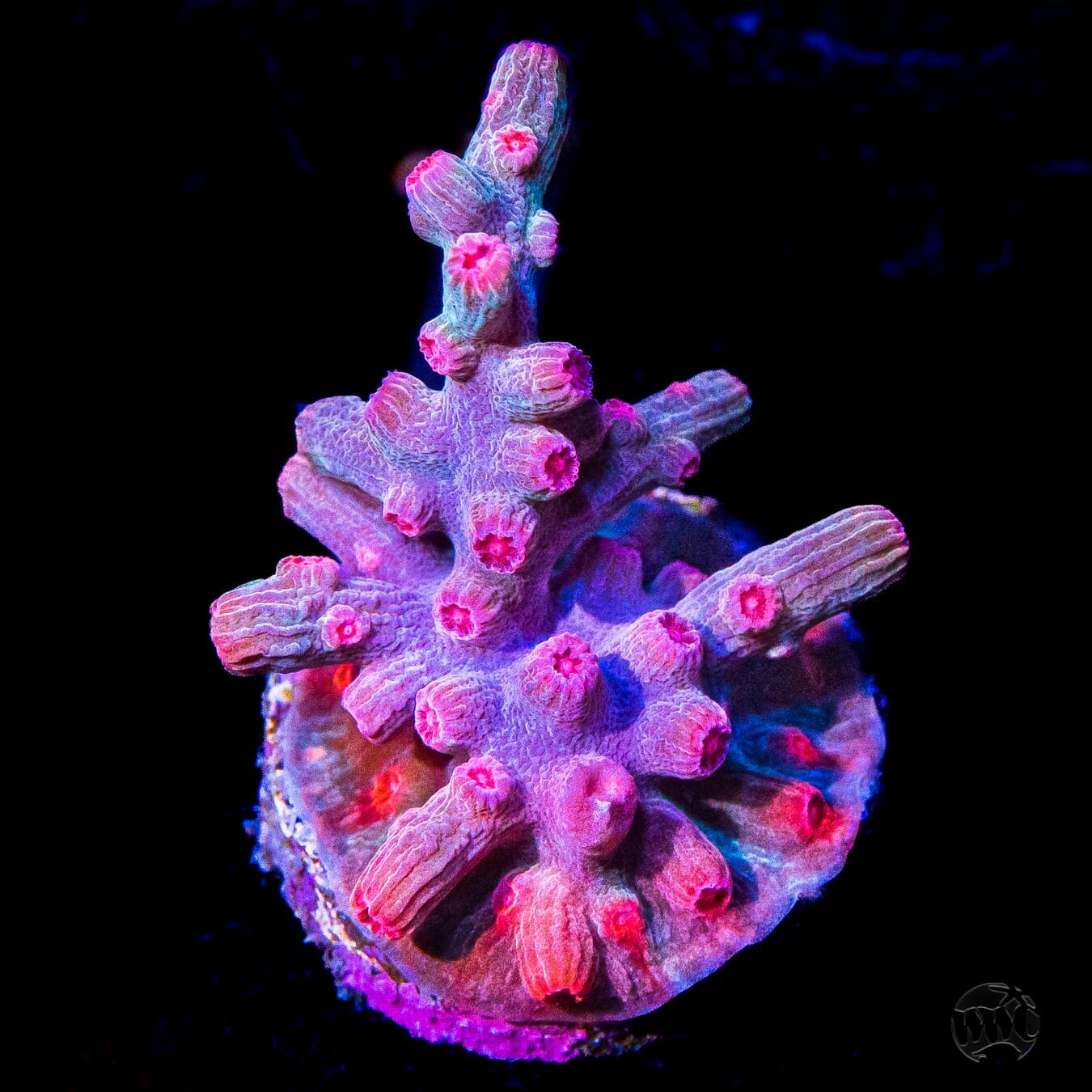 WWC Prismatic Branching Cyphastrea Coral