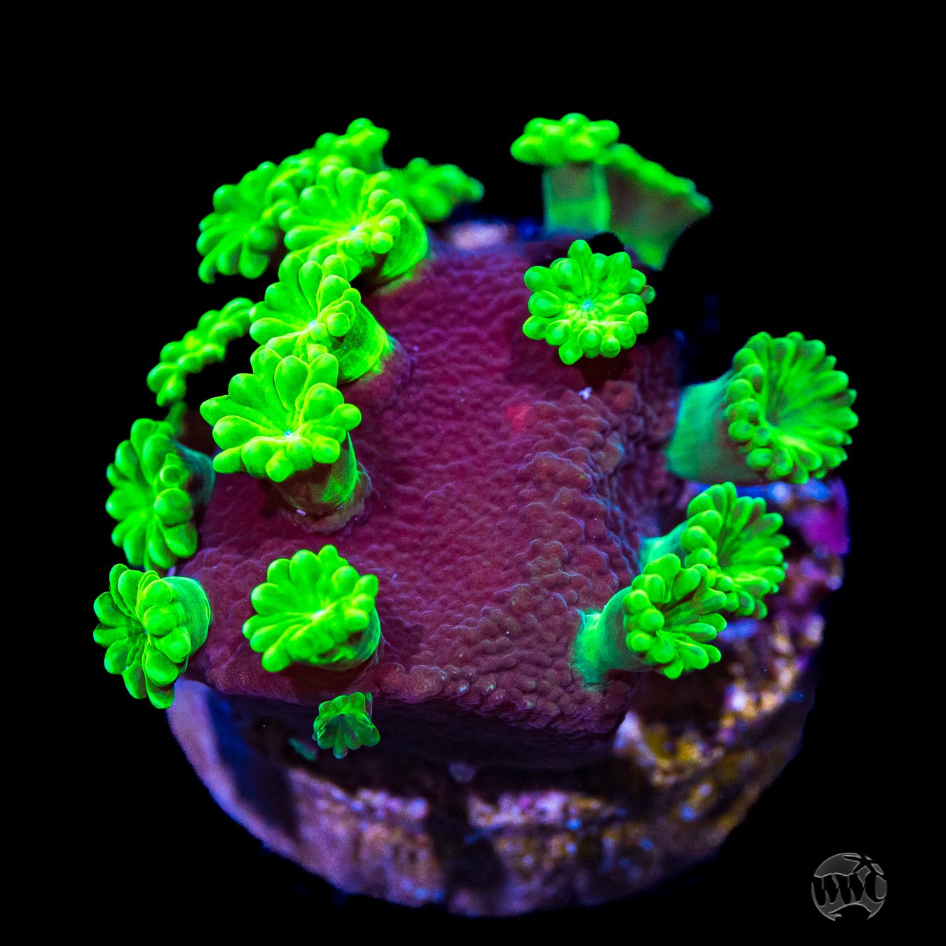 WWC Purple Astreopora Coral