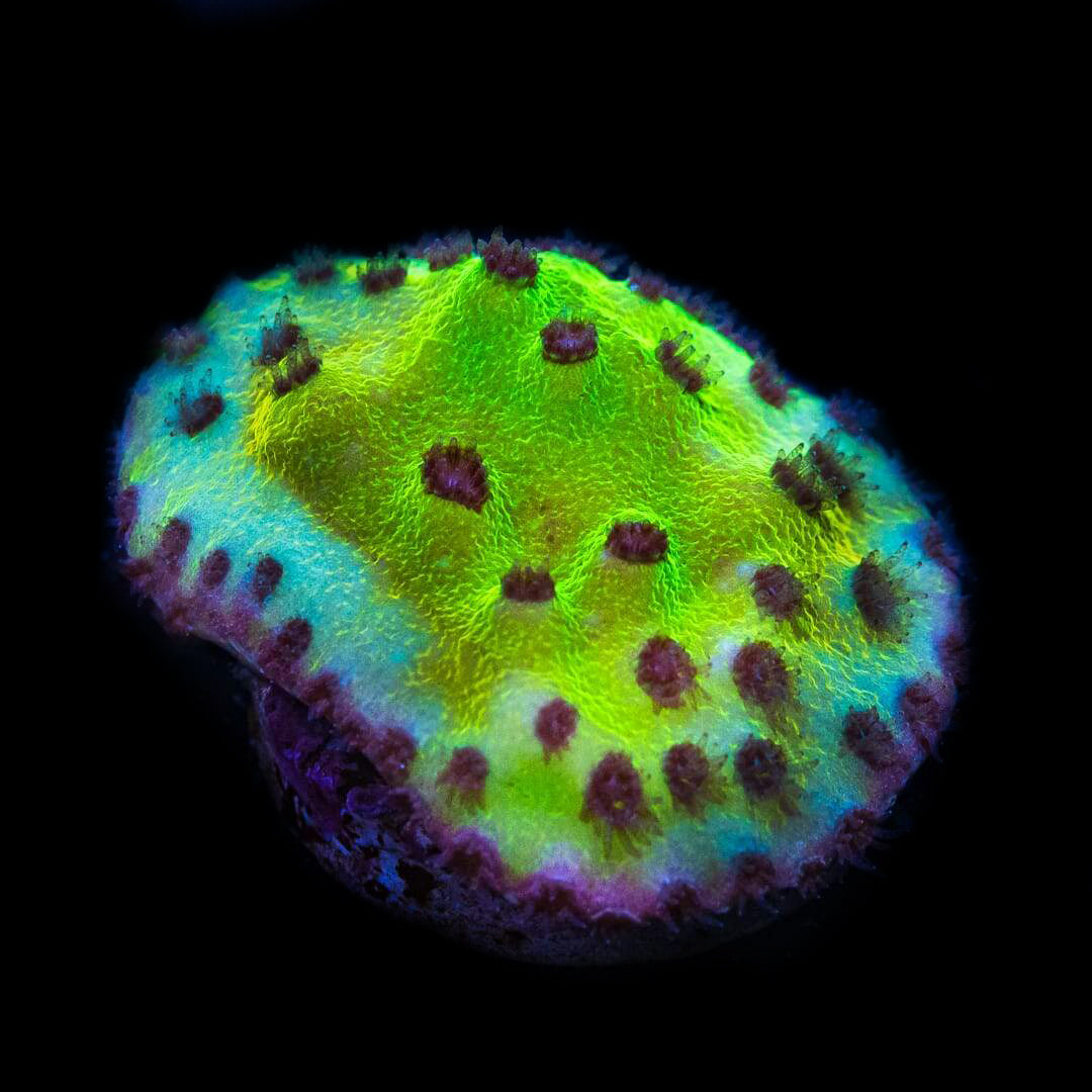 WWC Purple Polyp Turbinaria Coral