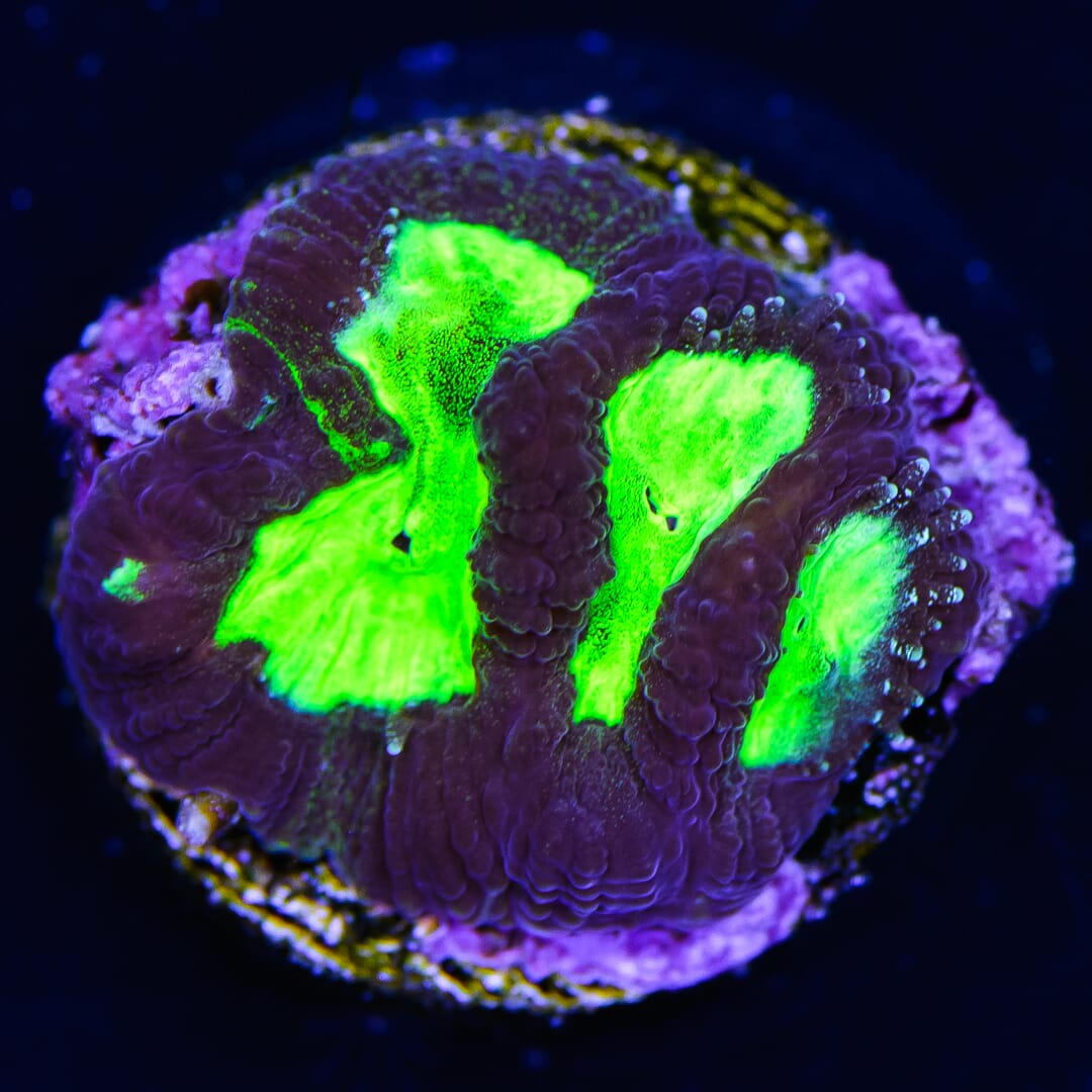 WWC Radioactive Favites Coral