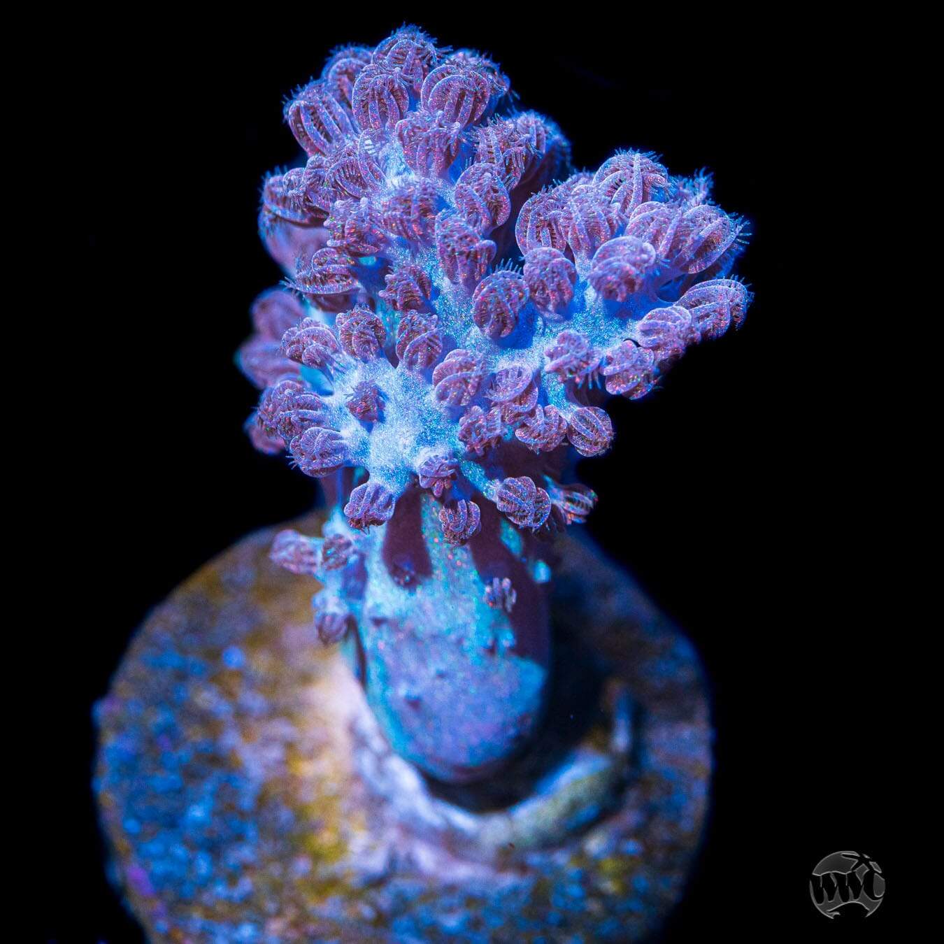 WWC Rainbow Sprinkles Cespitularia Coral