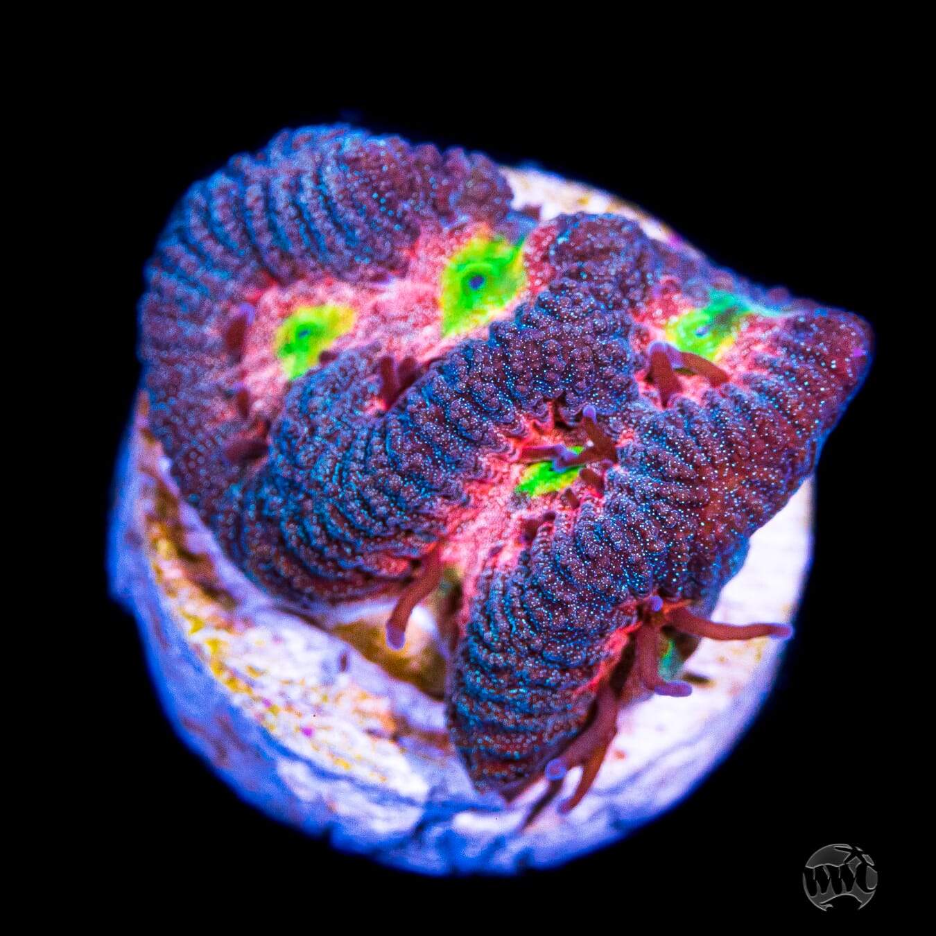 WWC Red Devil Platygyra Coral