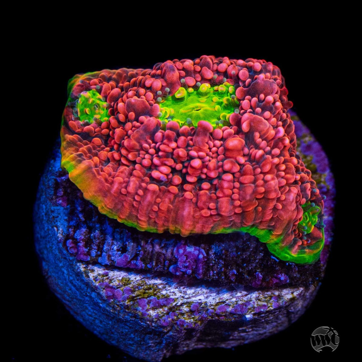 WWC Red Watermelon Chalice Coral
