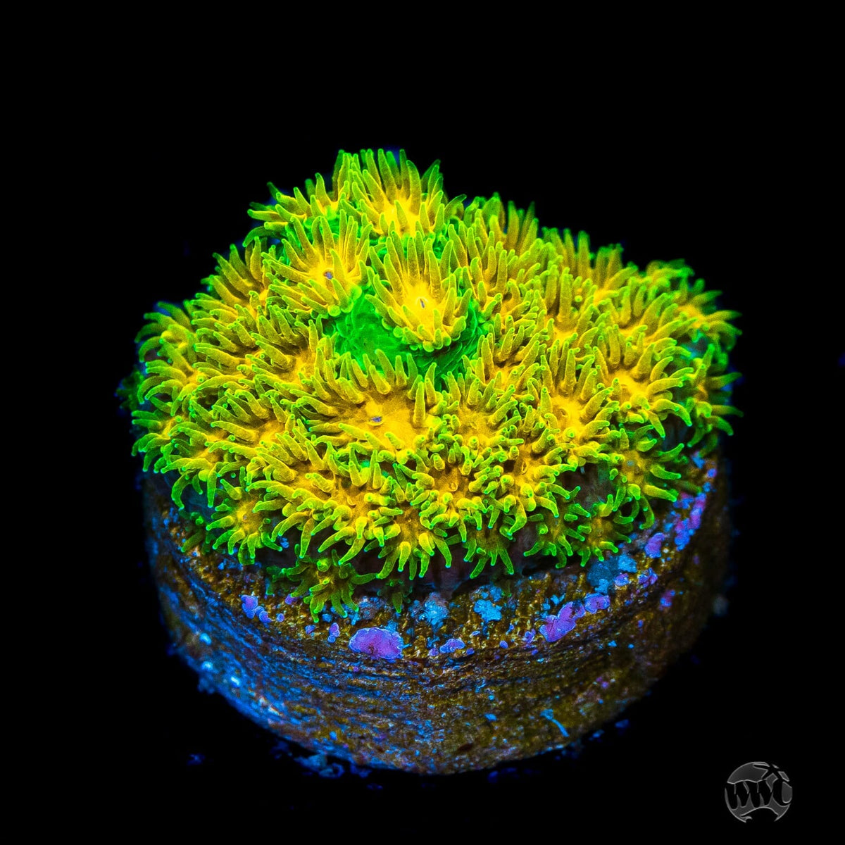 Beginner Corals for Sale World Wide Corals