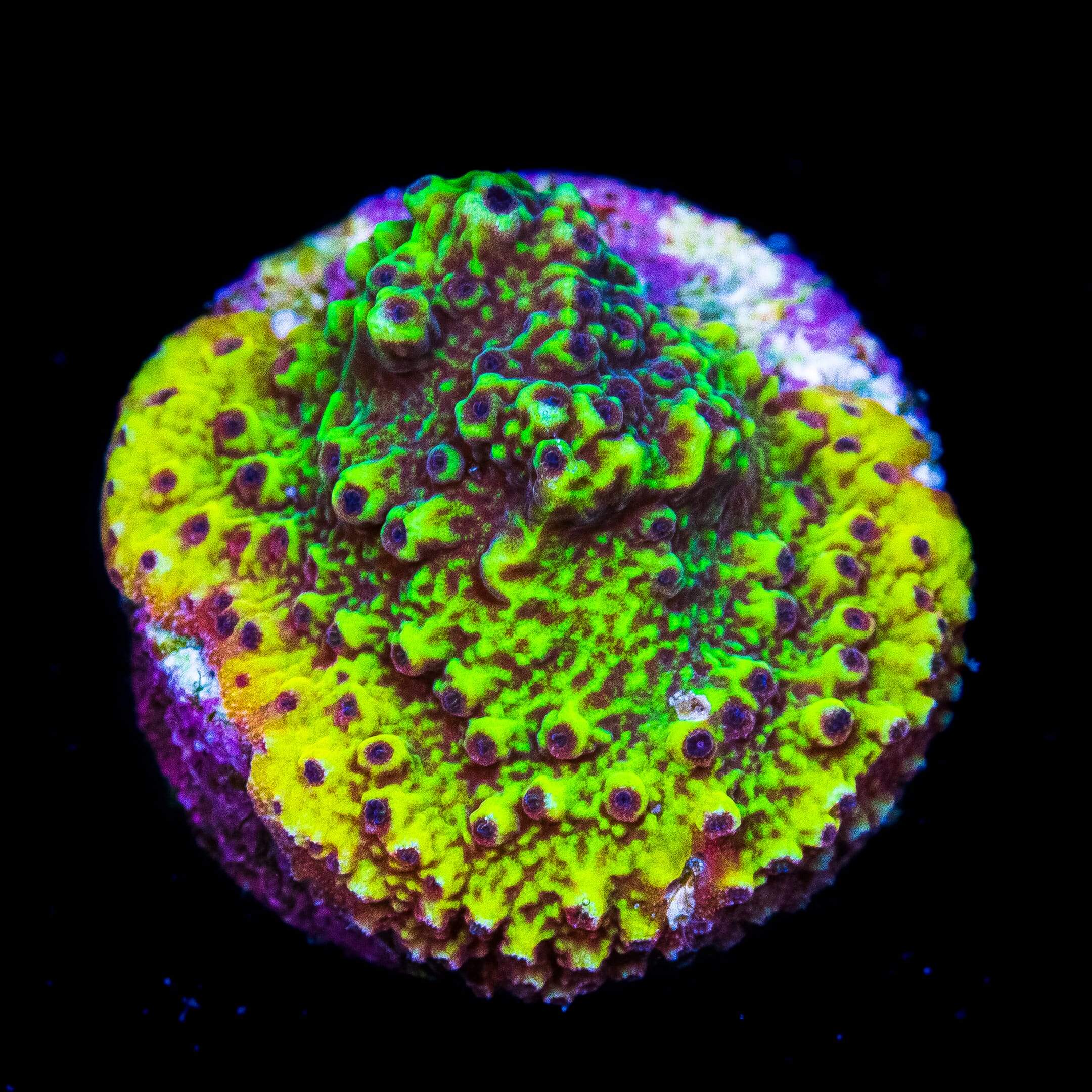 WWC Slush Puppy Montipora Coral