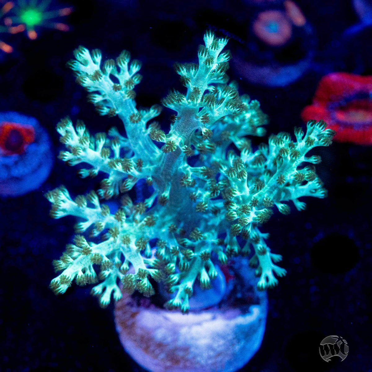 Image showcasing Coral Care Guide - For Saltwater Aquarium