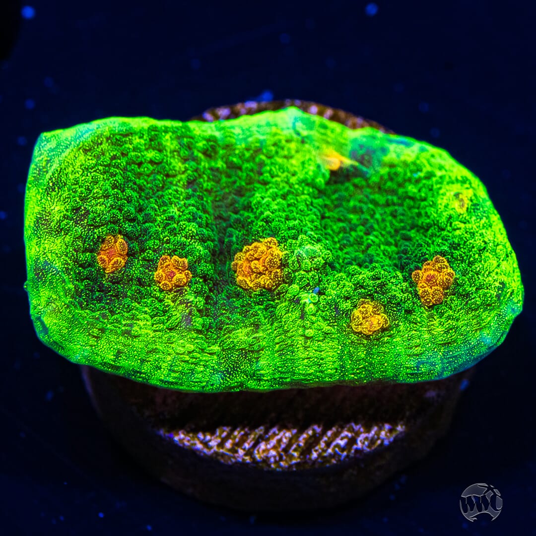 WWC Space Invader Mycedium Chalice Coral