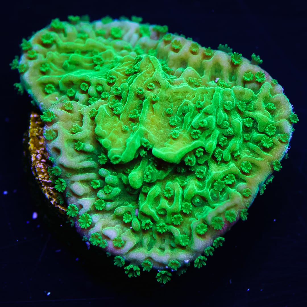 WWC Spearmint Montipora Cap Coral