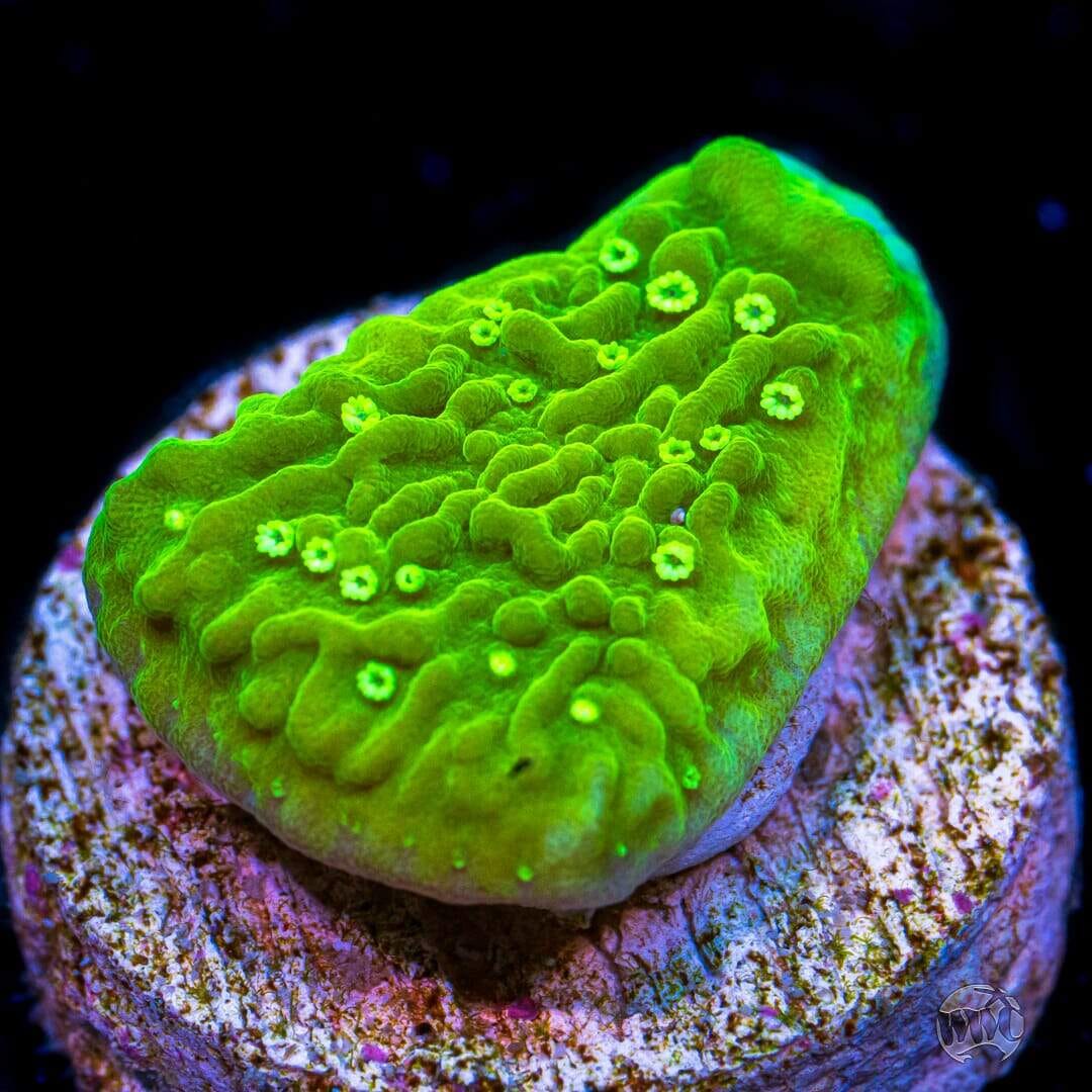 WWC Toxic Glow Montipora - Daylight Photo