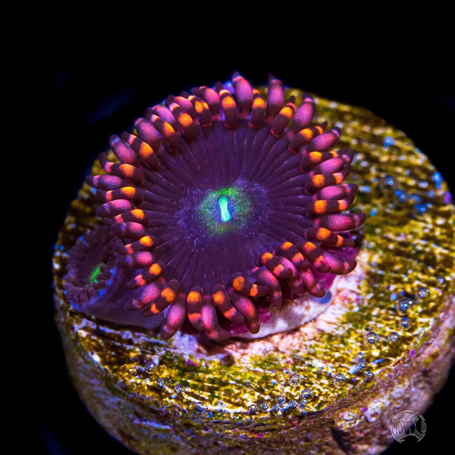 WWC Ultimate Chaos Zoanthids
