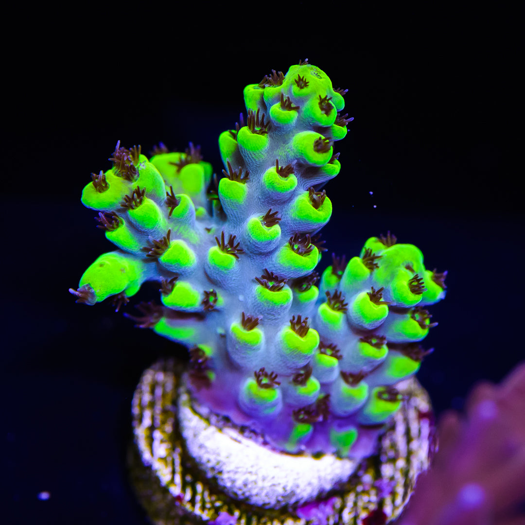 WWC Blue Lagoon Acropora - Daylight Photo
