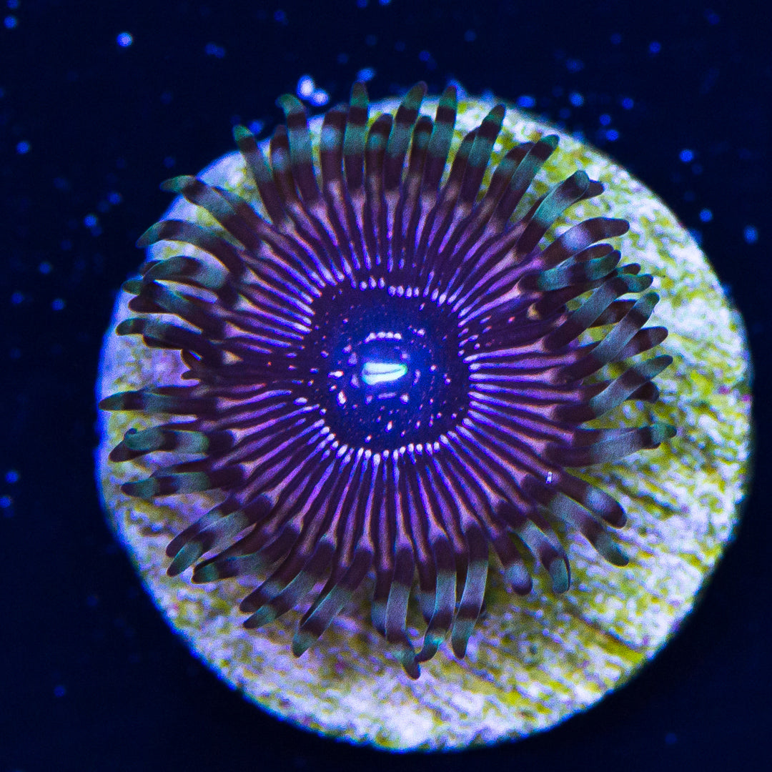 WWC Superstar Zoanthids - Daylight Photo