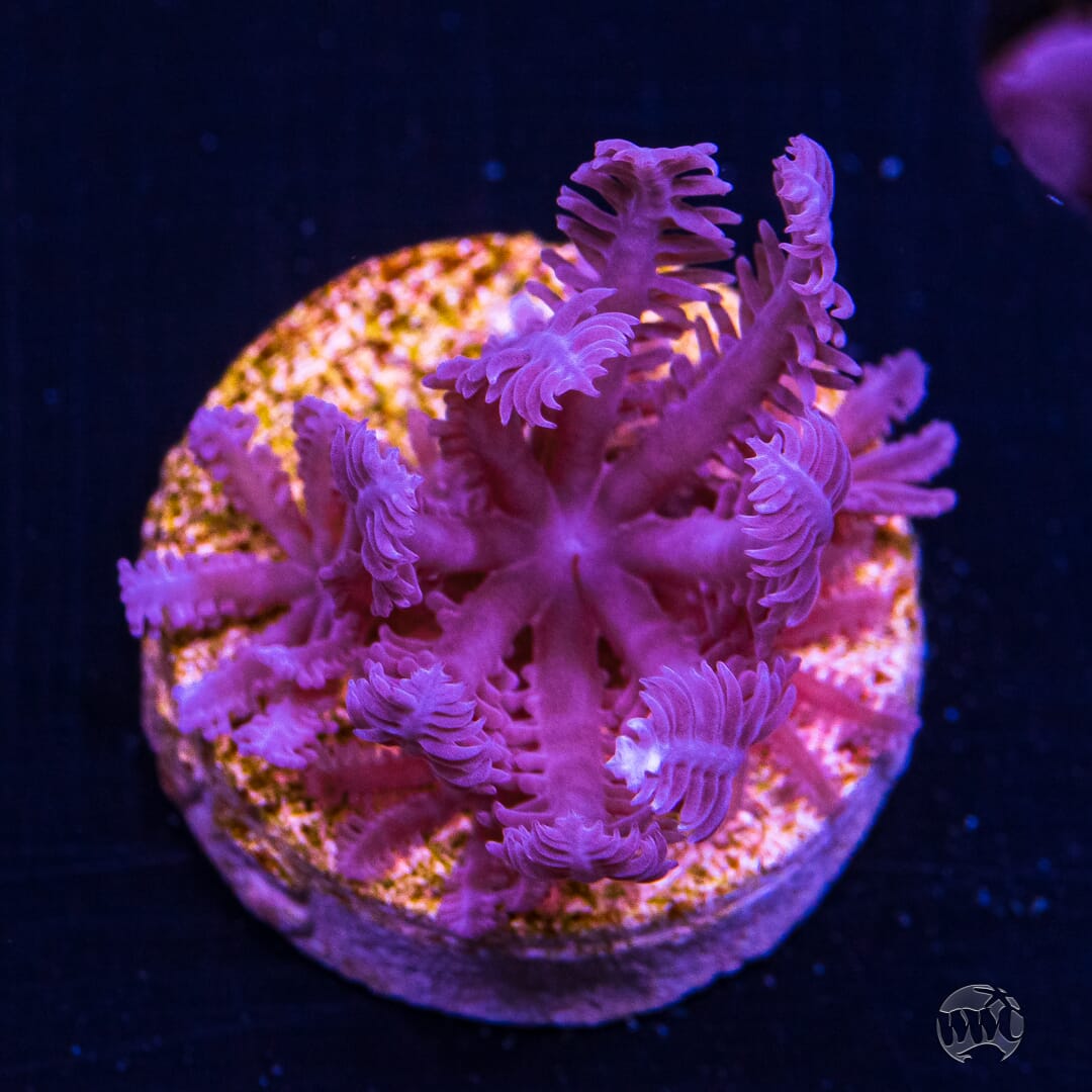 WWC Pinkish Anthellia