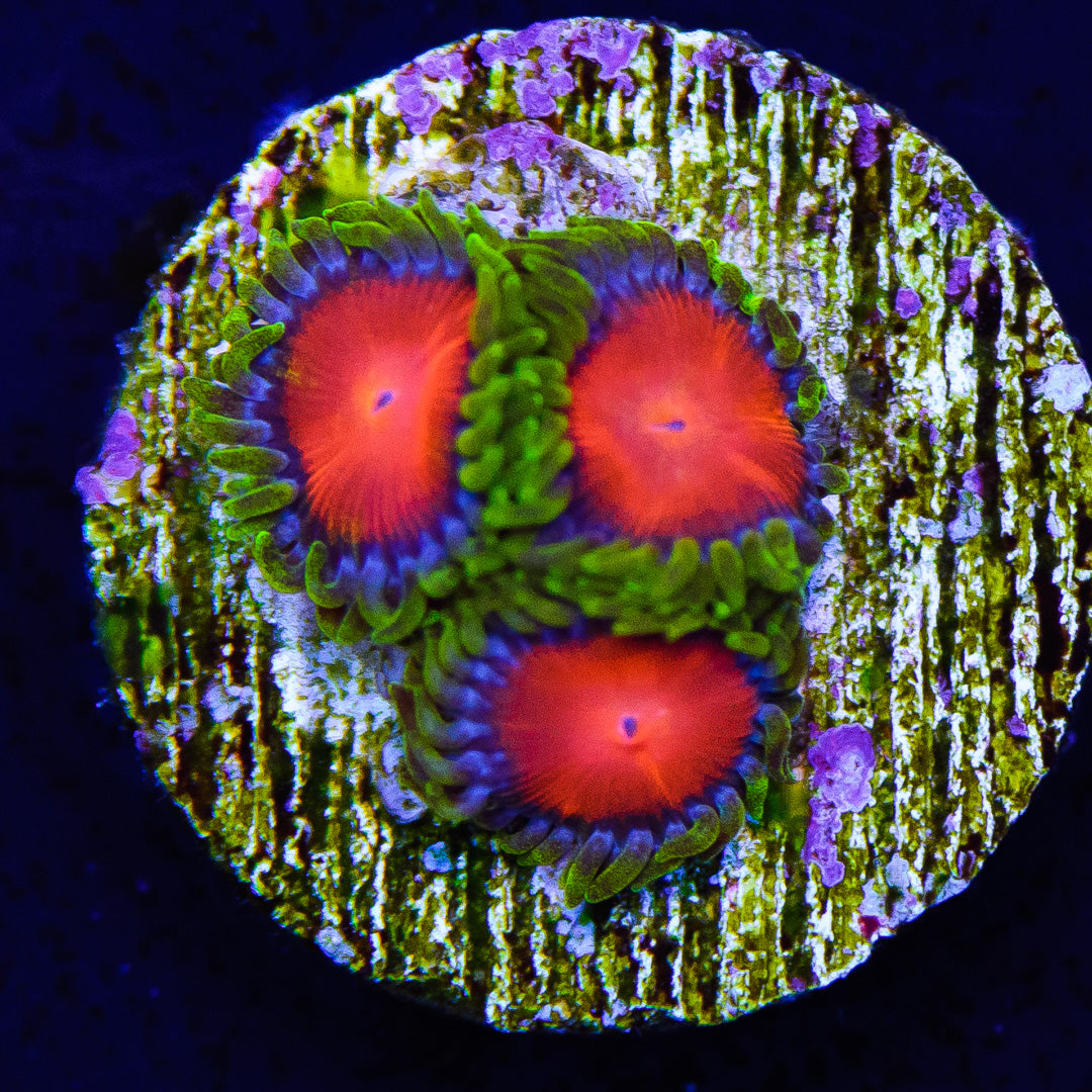 Yellow Brick Road Zoanthids - Daylight Photo