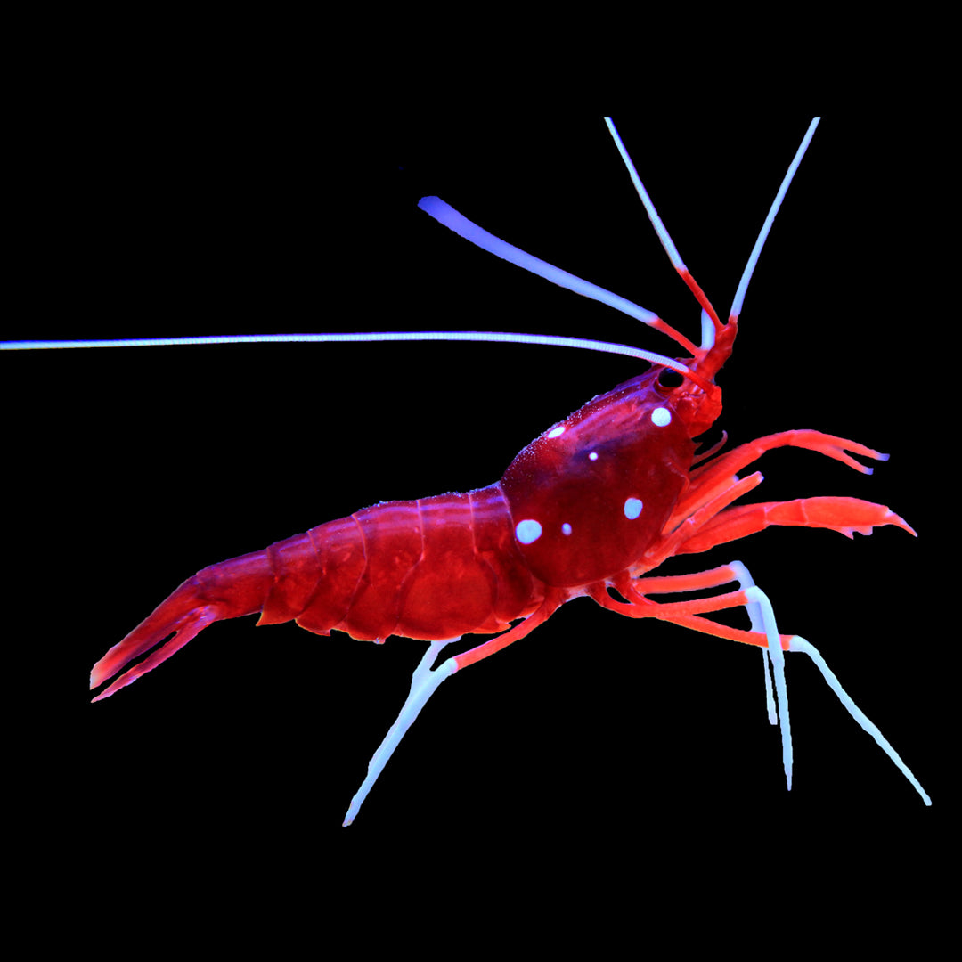 Blood Shrimp - Daylight Photo