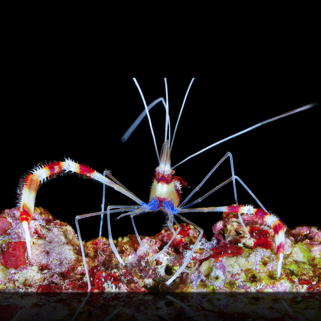 Coral Banded Shrimp - Daylight Photo