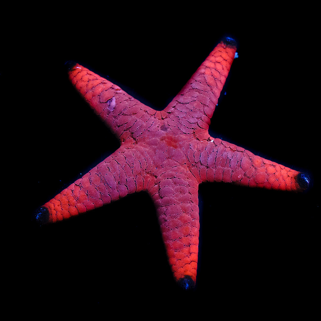 Fromia Starfish - Daylight Photo