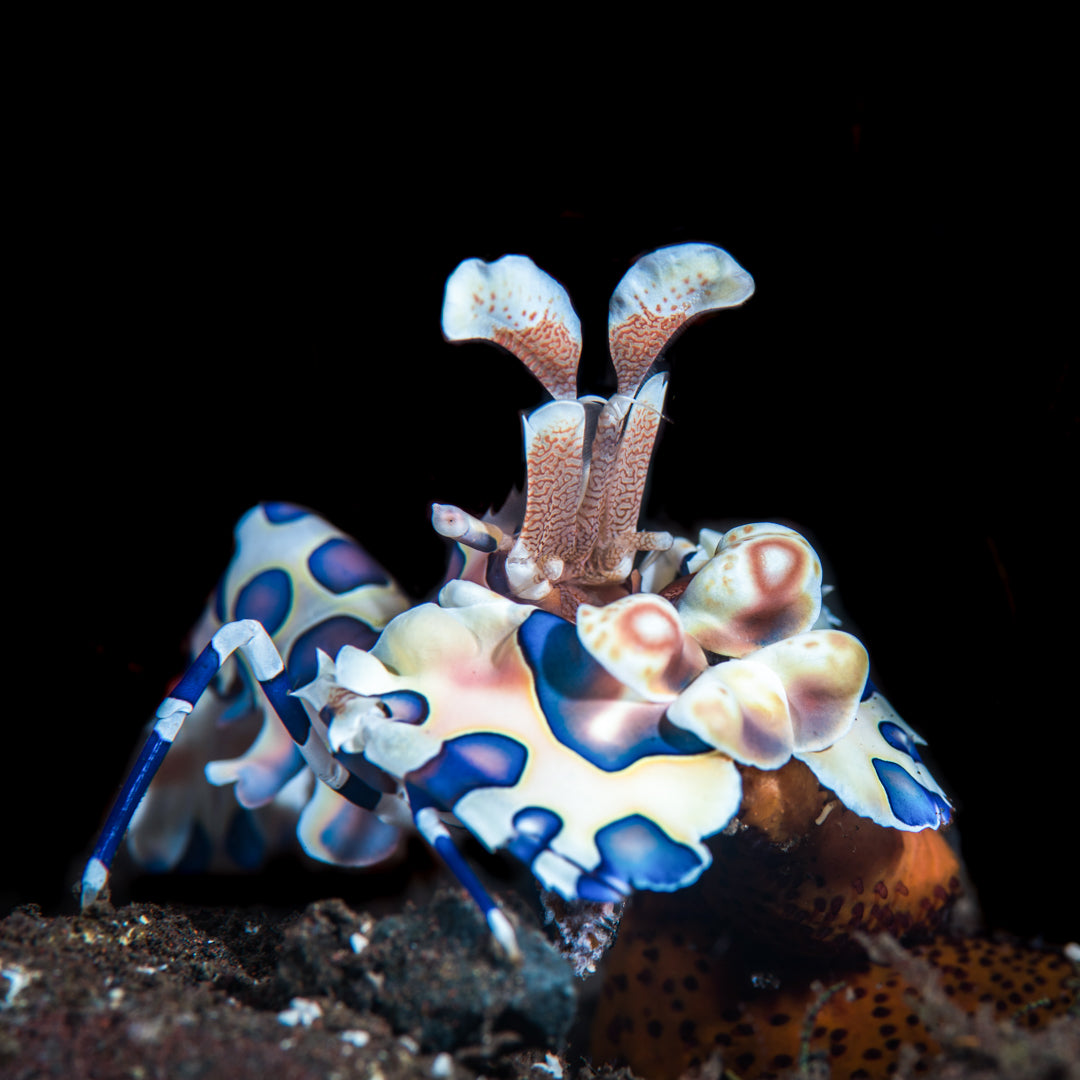 Harlequin Shrimp - Daylight Photo