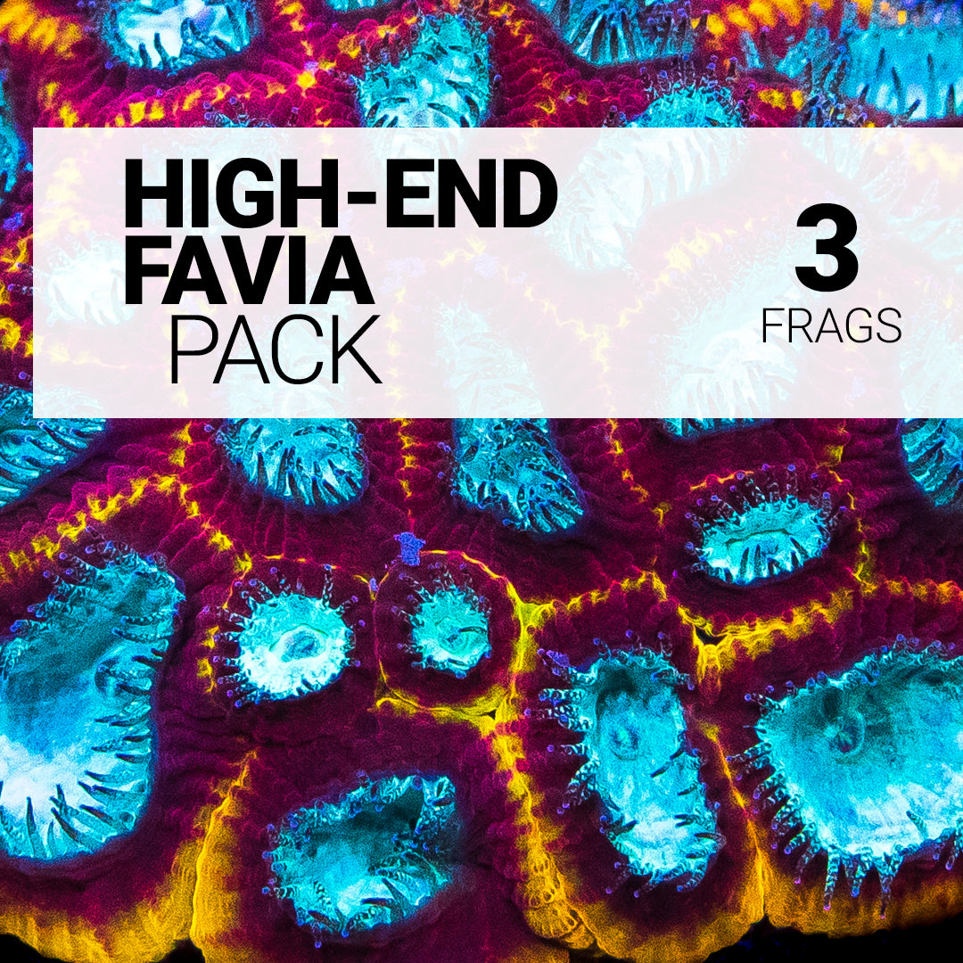 High-End Favia Pack