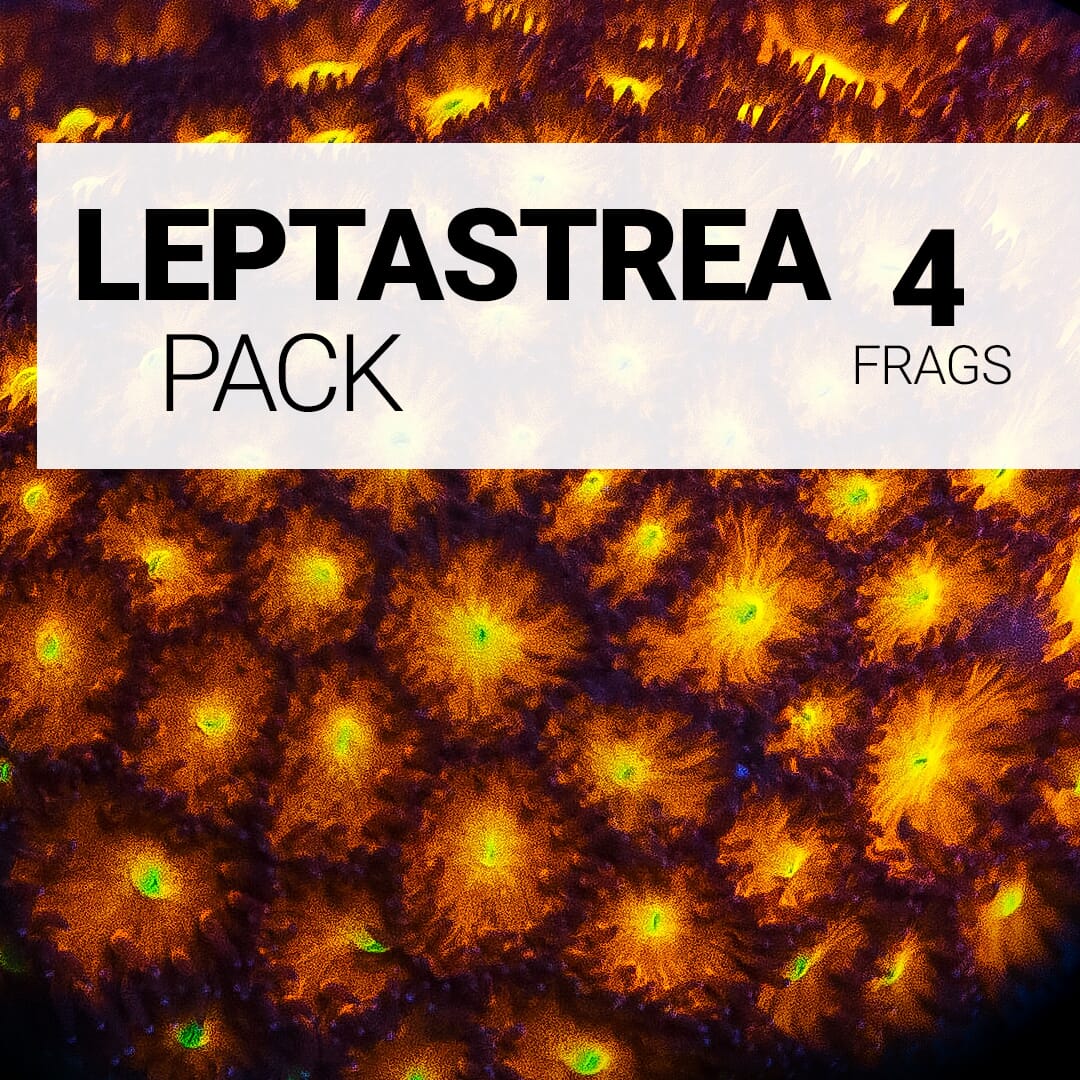 Leptastrea Pack
