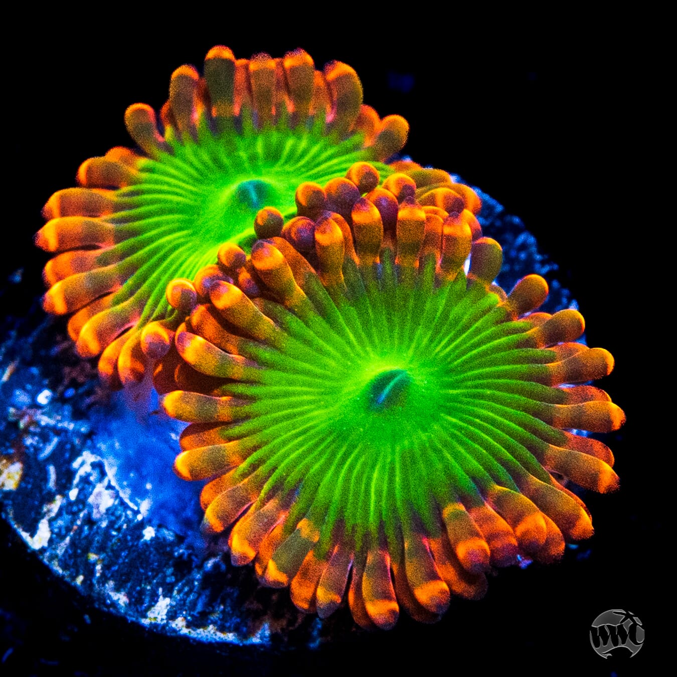 Oompa Loompa Zoanthids - Daylight Photo