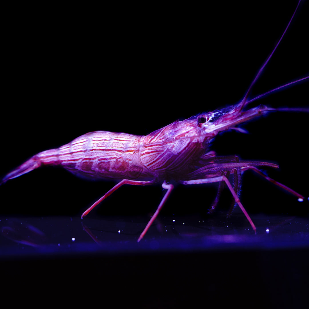 Peppermint Shrimp - Daylight Photo