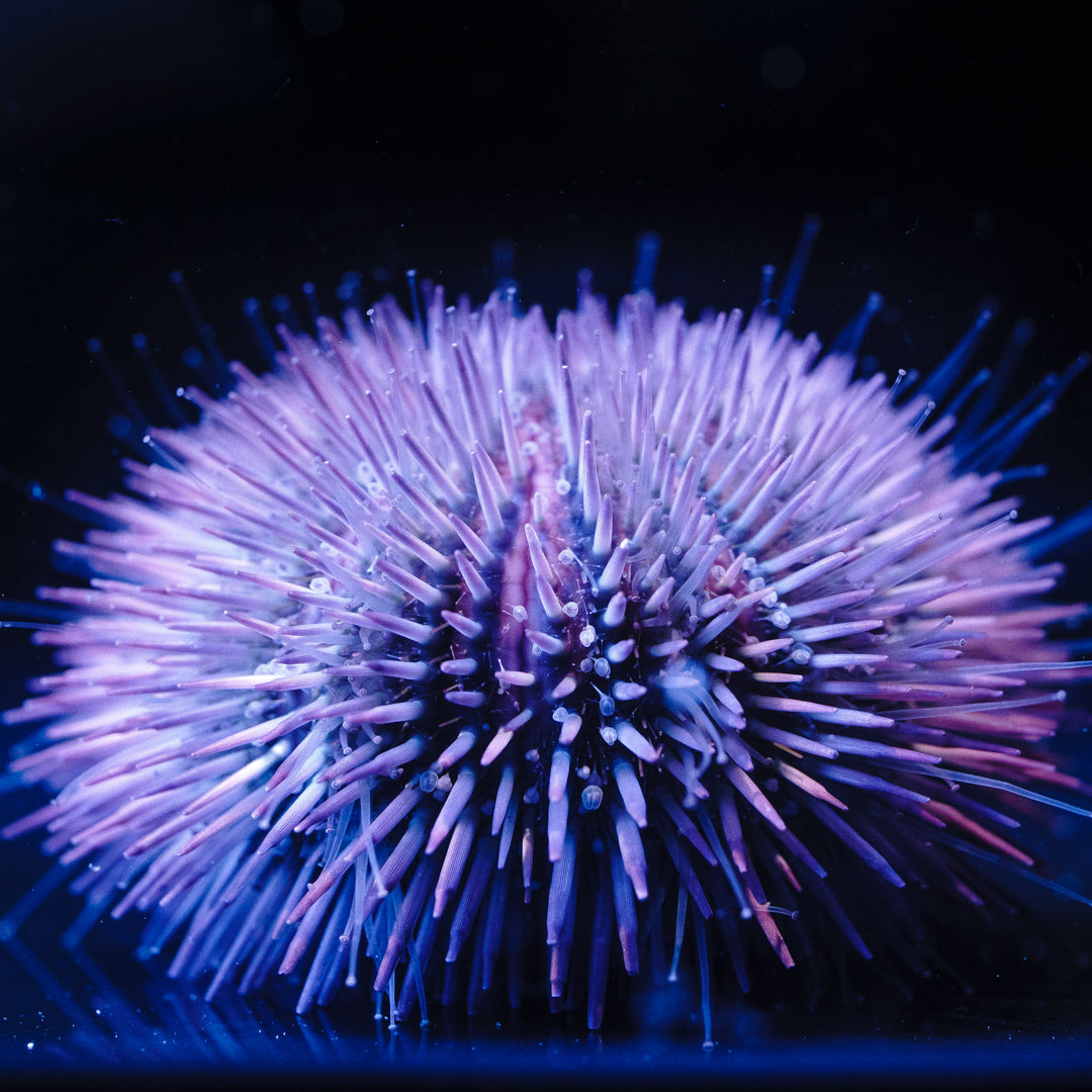 Pincushion Urchin - Daylight Photo