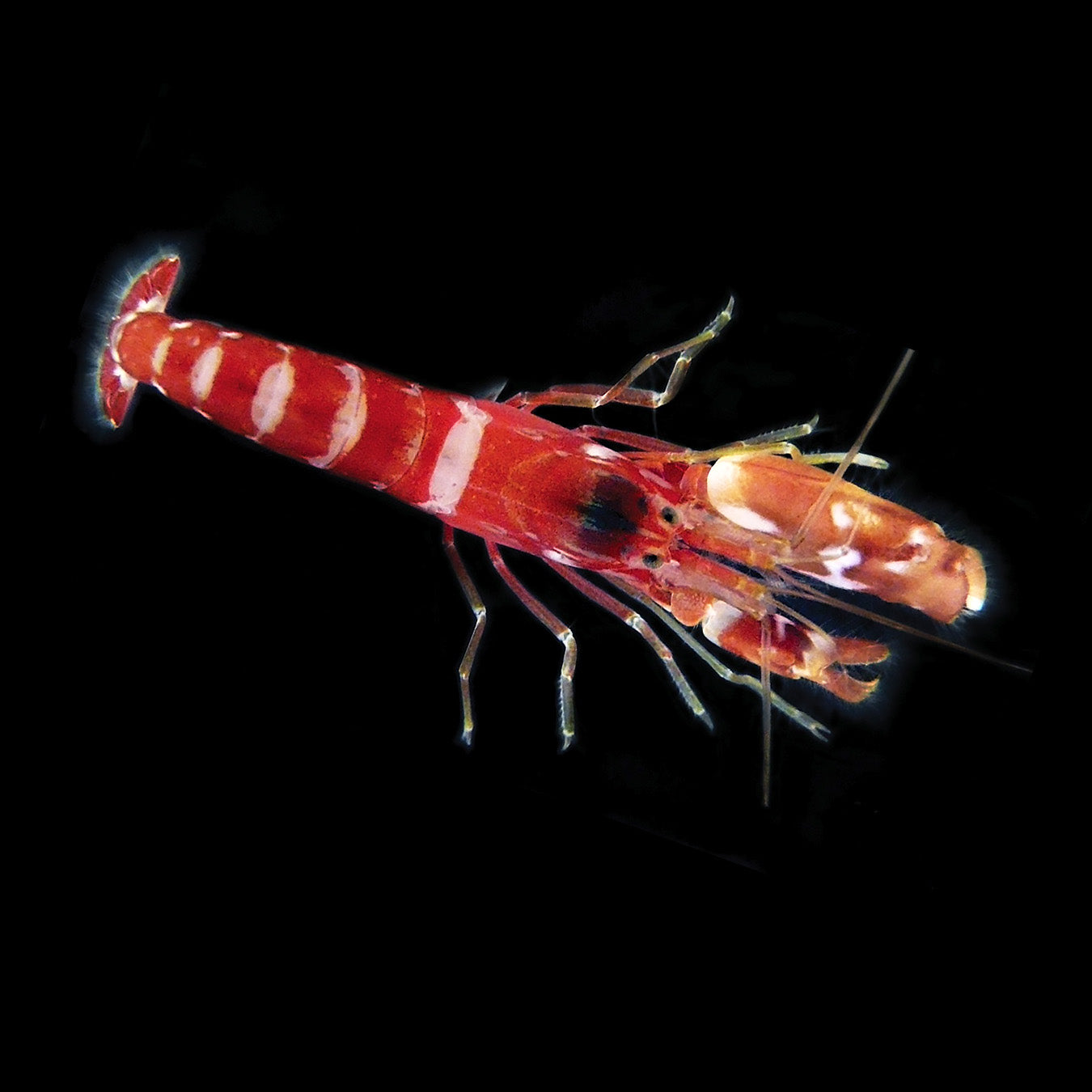 Red Pistol Shrimp